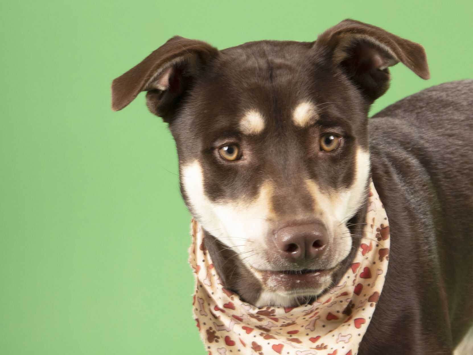 Pet of the week: Nova